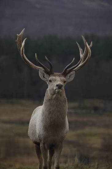 Cervus Core sitesinin masaüstü görünümü